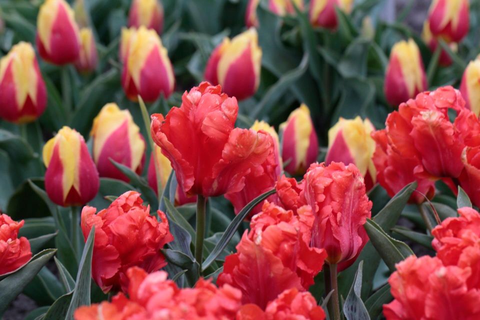 From Amsterdam: Tulip Fields of Holland Tour - The Tulip Bulb Farmer Stroll: How Cultivation Shapes What You See