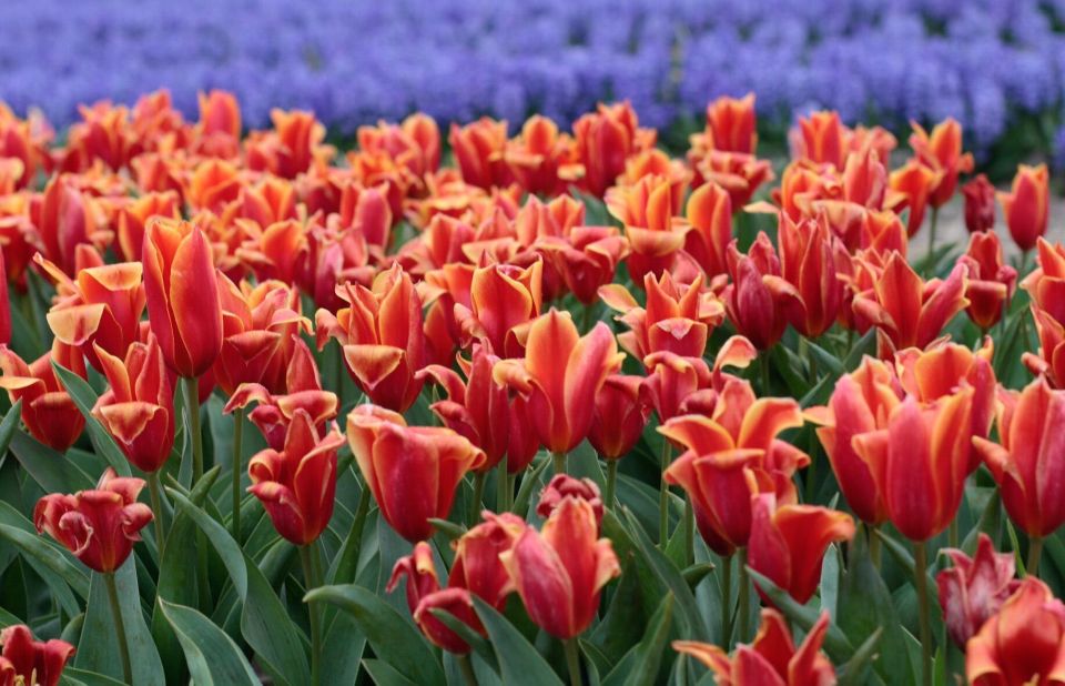 From Amsterdam: Tulip Fields of Holland Tour - March and April Bloom Timing: Your Best Chances for Peak Color