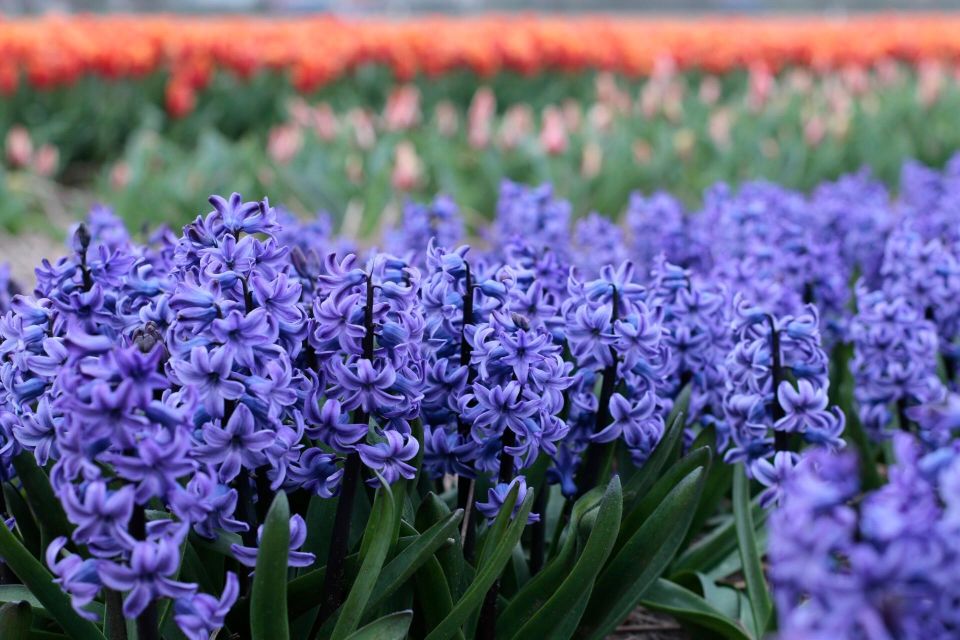 From Amsterdam: Tulip Fields of Holland Tour - Price and Value at $200: What You Get for Your Money