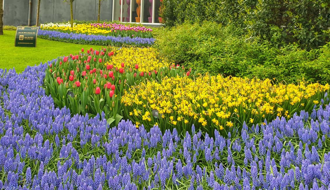 From Amsterdam: Tulip Tour Keukenhof & City Tour Delft - Key highlights you’ll actually care about