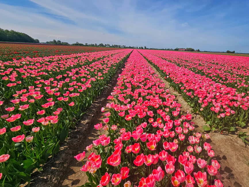 From Amsterdam: Tulip Tour Keukenhof & City Tour Delft - Why Keukenhof + Delft makes sense together (and why it feels “worth it”)