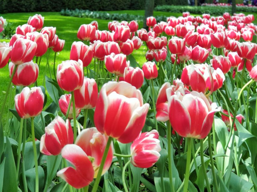 From Amsterdam: Tulip Tour Keukenhof & City Tour Delft - Keukenhof Gardens: the guided walk, the big photo moments, and the weather reality