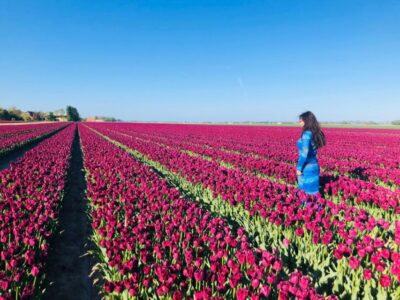 From Amsterdam: Tulip Tour Keukenhof & City Tour Delft - Getting from Amsterdam to Keukenhof without turning it into a headache