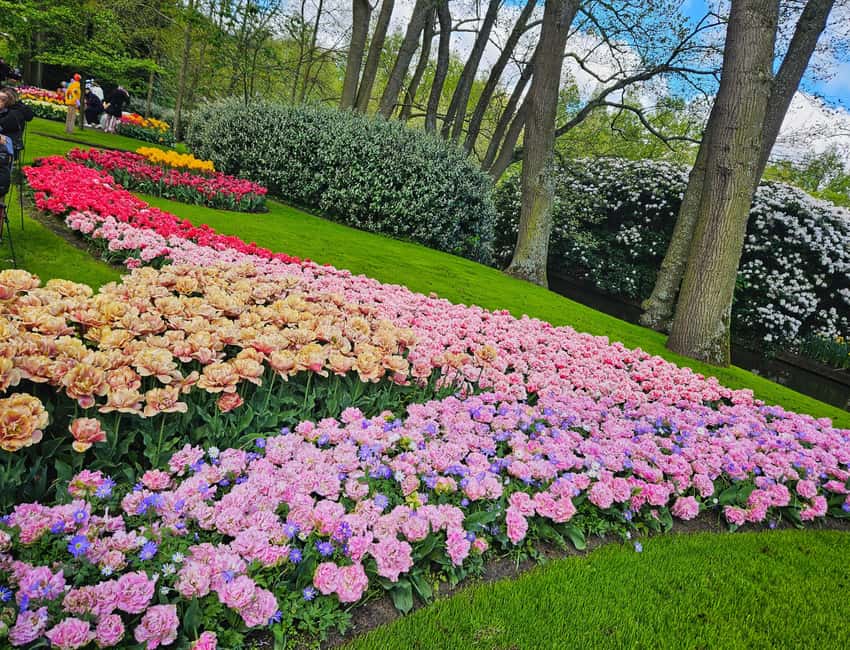 From Amsterdam: Tulip Tour Keukenhof & City Tour Delft - Delft canal city: medieval streets, landmark churches, and time to roam