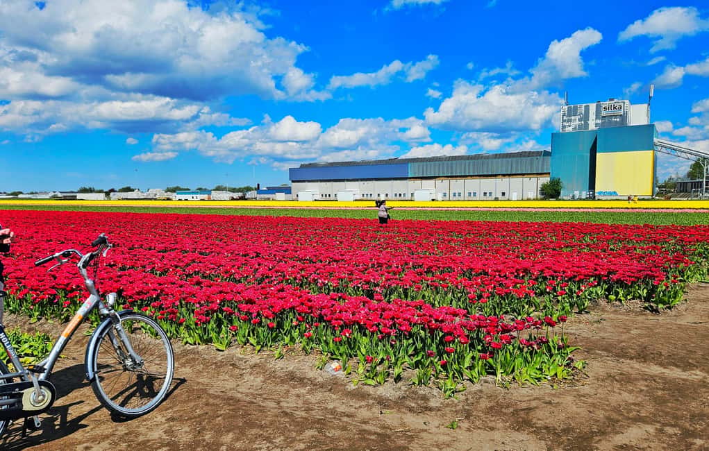 From Amsterdam: Tulip Tour Keukenhof & City Tour Delft - The Delft Blue workshop: where craft meets the real Delftware story