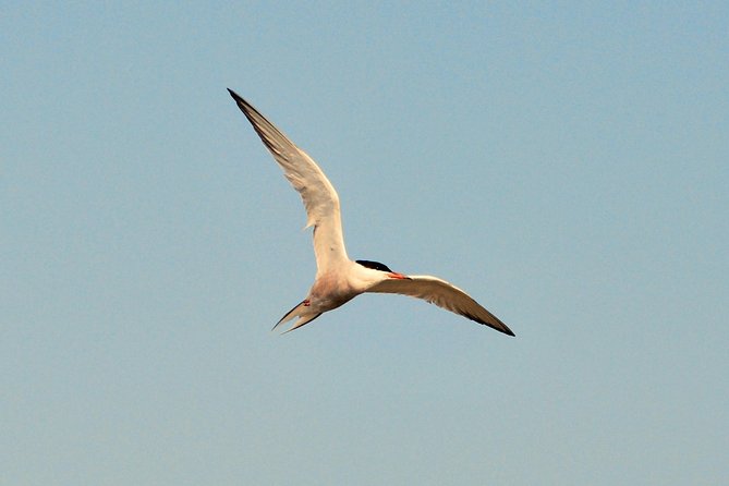 Full day tour to Texel - Friesian Islands - from Amsterdam - A Full Day on Texel From Amsterdam: What You’re Actually Paying For