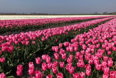 Full day tour to Texel - Friesian Islands - from Amsterdam - Meeting Point and the 8:00 AM Start That Shapes the Day