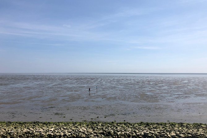 Full day tour to Texel - Friesian Islands - from Amsterdam - Wildlife Moments: Birds, Sea Views, and That Wide-Open Silence