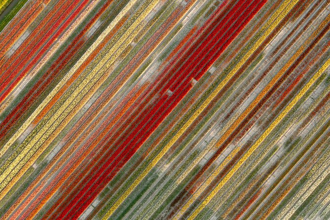 Guided Bike Tour along the Dutch Tulip Fields in Noord Holland - What You’ll See Between Schagen and the Tulip Lanes