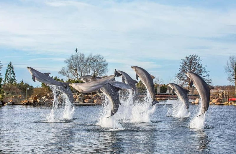 Harderwijk: Dolfinarium Entry Ticket - Dolfinarium Harderwijk: what your entry ticket really covers