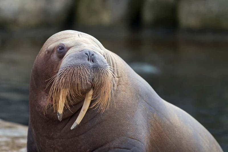 Harderwijk: Dolfinarium Entry Ticket - Dolphin and walrus moments: the big-ticket animal action