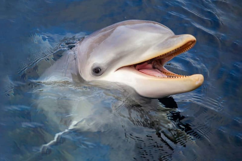 Harderwijk: Dolfinarium Entry Ticket - Waterpret outdoor slides: seven ways to cool off