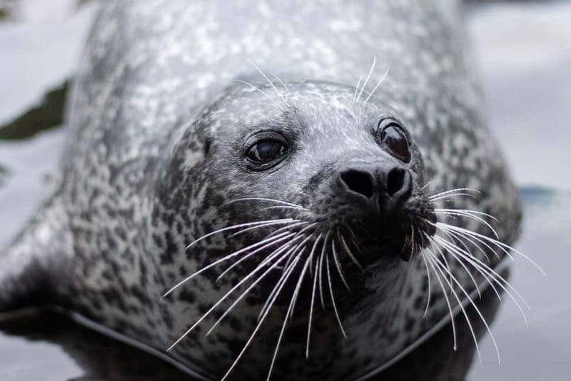 Harderwijk: Dolfinarium Entry Ticket - Practical tips for a smoother day in Harderwijk
