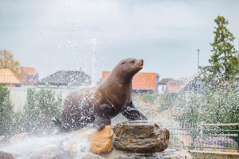 Harderwijk: Dolfinarium Entry Ticket - Is Dolfinarium a good fit for your family?