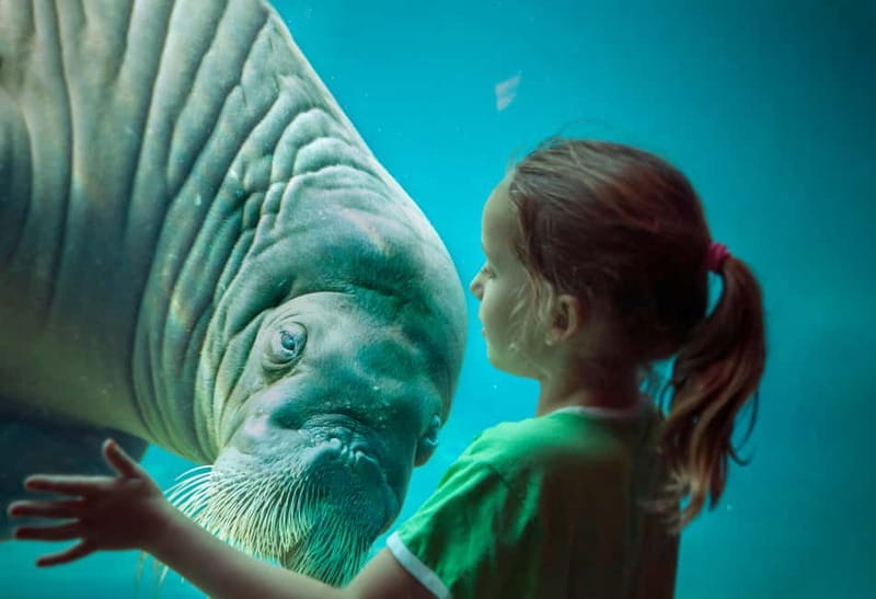 Harderwijk: Dolfinarium Entry Ticket - Plan your day: shows first, then animals, then Waterpret