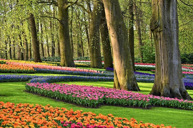 Keukenhof Gardens and Tulips Private Tour from Amsterdam - Private transport from Amsterdam: Why the price can make sense