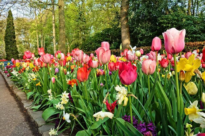 Keukenhof Gardens and Tulips Private Tour from Amsterdam - Drivers and on-the-ground help: what to expect from the host