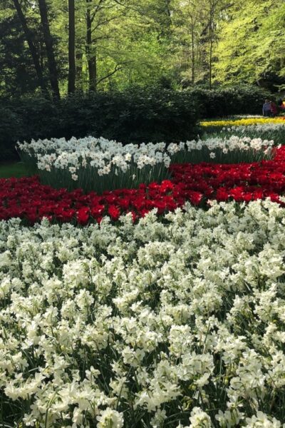 Keukenhof, Tulip Farm, Flower Fields & Windmills - Zaanse Schans: working windmills and how Dutch products were made