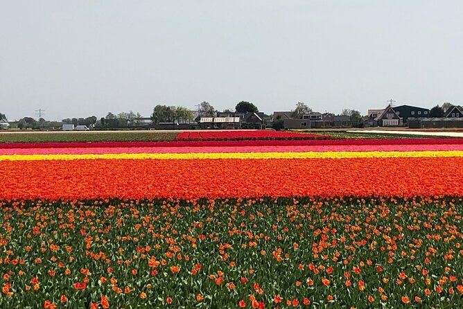 Keukenhof, Tulip Farm, Flower Fields & Zaanse Schans Windmills - The Guide Factor: Warm, Clear Storytelling Improves the Stops