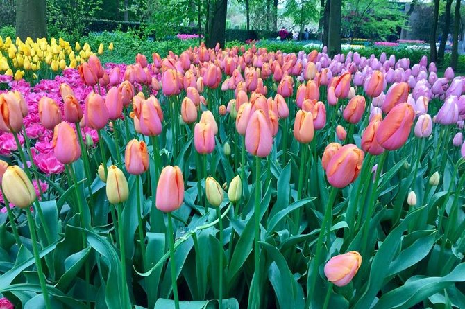 Keukenhof's Tulips and Windmills Small-Group Tour from Amsterdam - Zaanse Schans First: Where Dutch Craft Comes With Real Air
