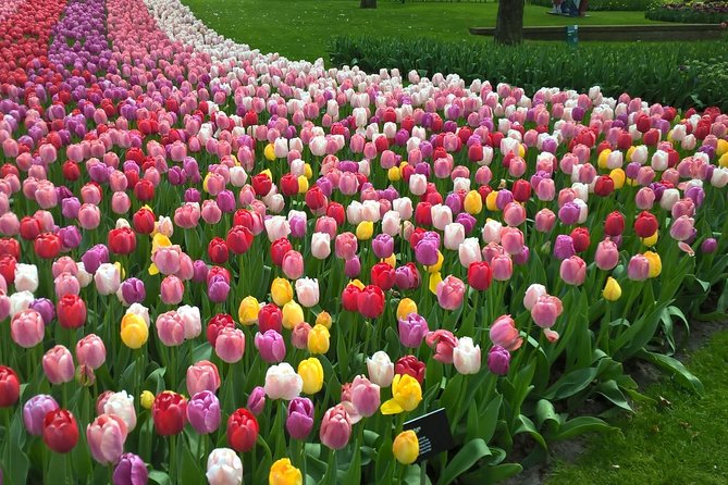 Keukenhof's Tulips and Windmills Small-Group Tour from Amsterdam - Meeting Point and the 9am Start (What Helps You Avoid Chaos)
