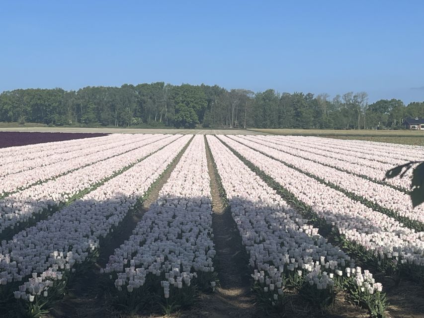 Lisse: Enjoy the Tulip Fields by Bike with a Local Guide! - Key Highlights You’ll Feel Right Away