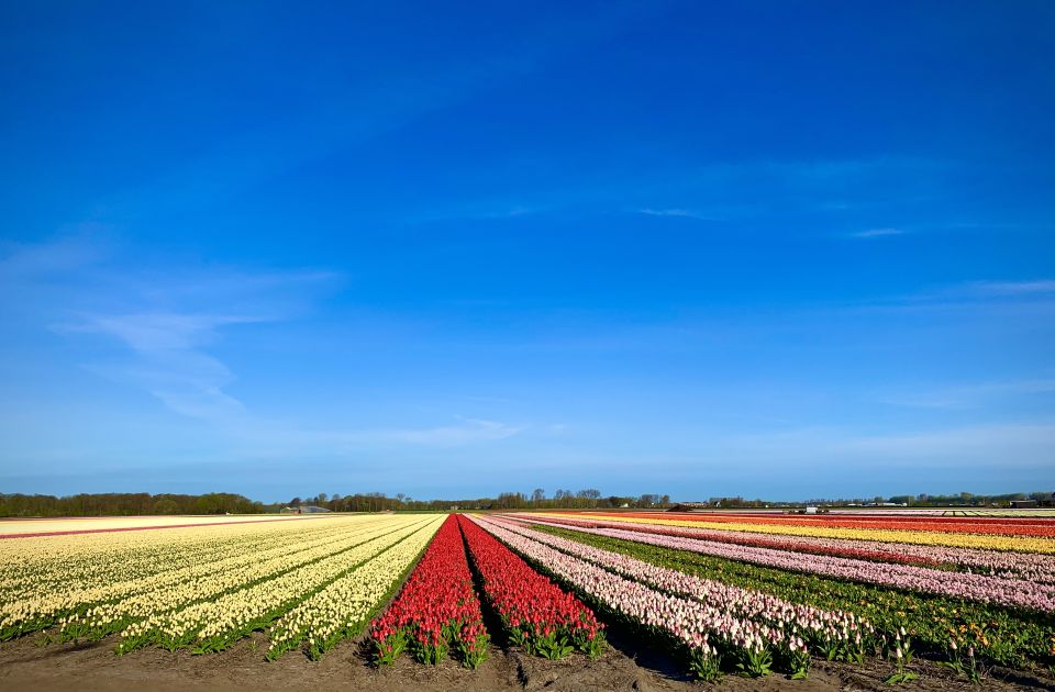 Lisse: Enjoy the Tulip Fields by Bike with a Local Guide! - When This Tour Feels Tight: A Candid Pacing Check