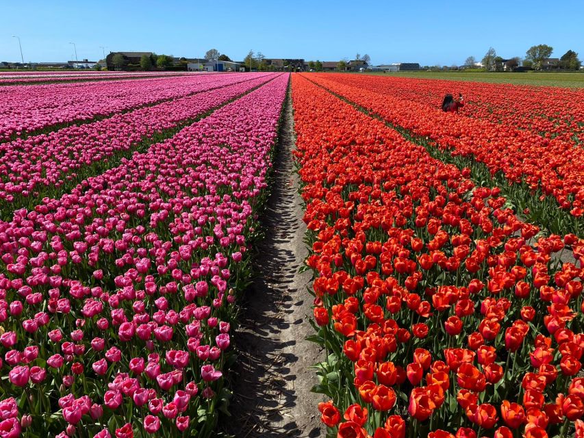 Lisse: Enjoy the Tulip Fields by Bike with a Local Guide! - Price and Value: What You’re Paying For (and What You’re Not)