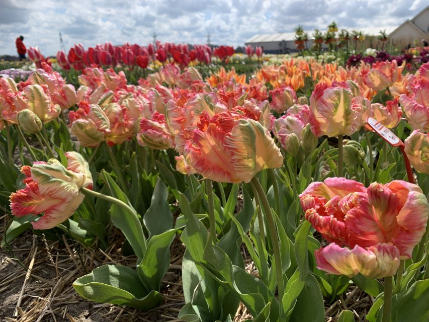 Lisse: Enjoy the Tulip Fields by Bike with a Local Guide! - Logistics That Matter on a Bike: Gloves, Ponchos, and Luggage