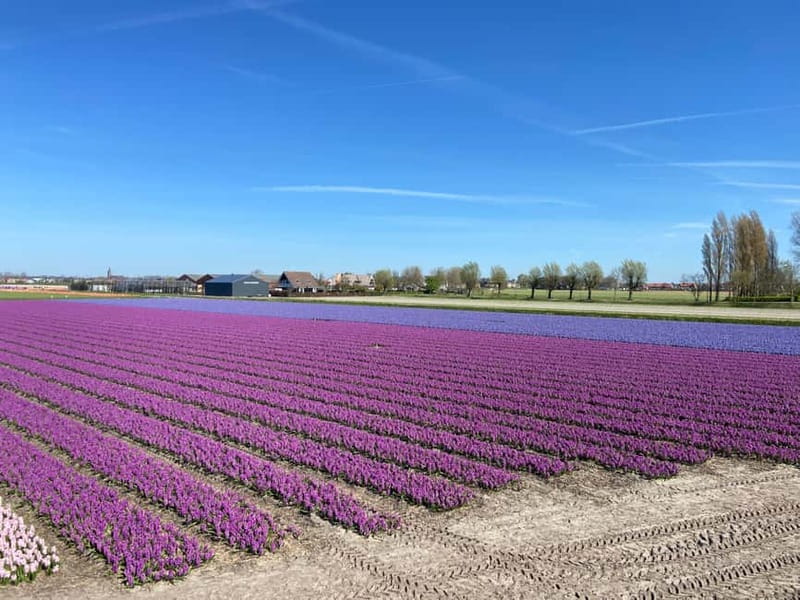 Lisse: Self-Guided Tulip Fields GPS Audio Tour - The flower-bulb nursery stop and the break that changes the feel of the tour