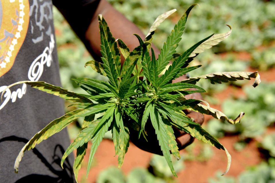 Mike Tyson inspired cannabis tour PRIVATE - Key points to know before you go