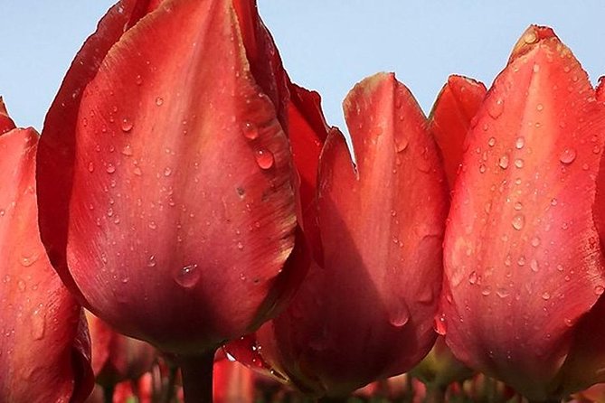 Private Day Tour to Keukenhof Gardens - from Amsterdam/Rotterdam - Reaching Keukenhof Without the Commute Headaches