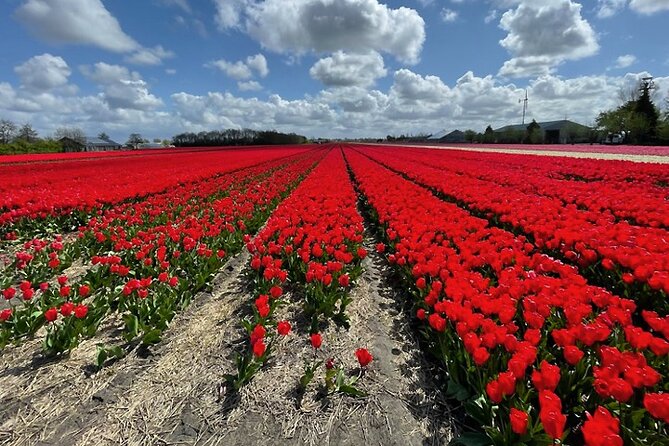 Private Day Tour to Keukenhof Gardens - from Amsterdam/Rotterdam - Skip-the-Line Tickets and Mobile Tickets: Why Time Savings Matter
