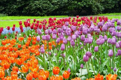 Private Day Trip from Amsterdam to Keukenhof with Entrance Tickets - Queue-jump entry is the time saver you actually feel