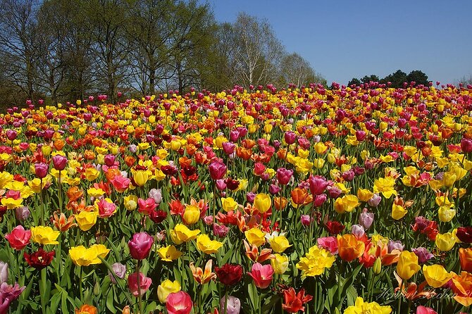 Private Day Trip to Keukenhof Gardens with Entrance Tickets - Hotel Pickup to Lisse: Private Transport Plus Skip-the-Line Entry