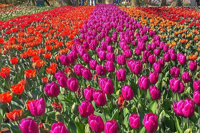 Private Day Trip to Keukenhof Gardens with Entrance Tickets - Who This Keukenhof Day Trip Fits Best
