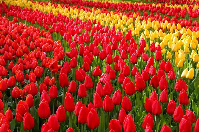 Private Half-Day Trip From Amsterdam to The Tulip Fields in Keukenhof - Key takeaways before you go