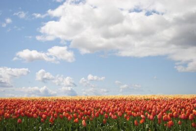 Private Half-Day Trip From Amsterdam to The Tulip Fields in Keukenhof - Keukenhof tulips and photo ops: how to use your garden time