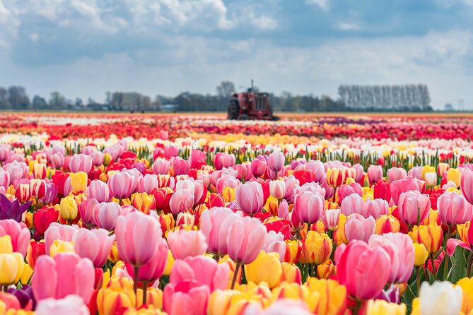 Private Keukenhof Gardens and Tulip Fields Tour from Amsterdam - Your private vehicle, host, and the comfort factor