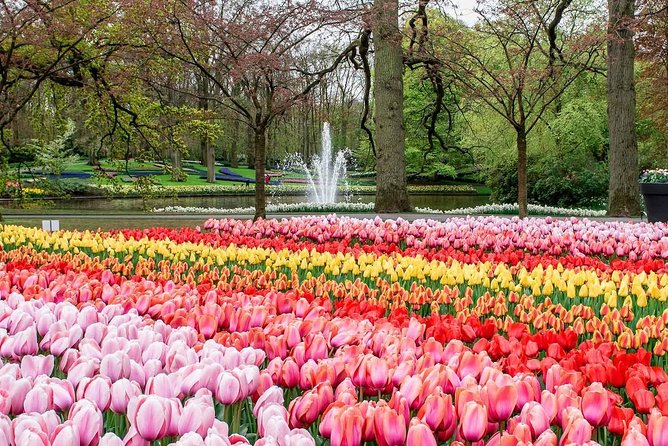 Private Keukenhof Park and Tulip Fields Tour (Skip-The-Line) - The tulip fields in the Bollenstreek: real countryside views for photos