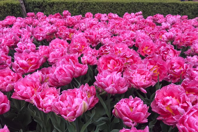 Private Tour to the Keukenhof and Tulip Fields - Aalsmeer flower auction: when early hours are worth it