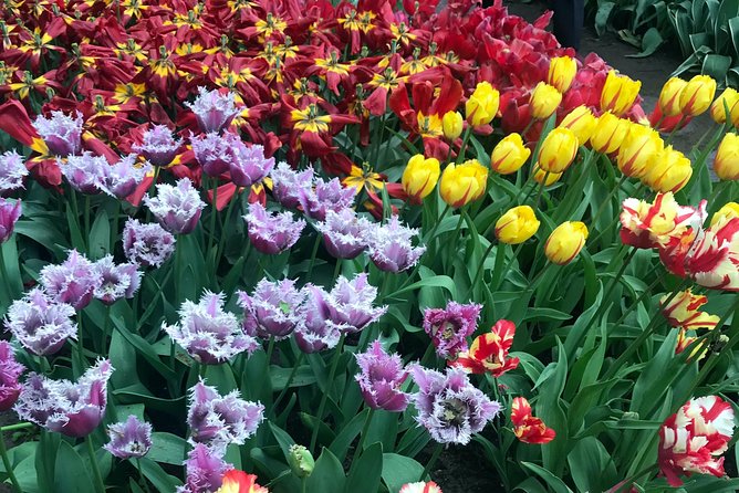 Private Tour to the Keukenhof and Tulip Fields - Flexibility is the real selling point (and how to use it)