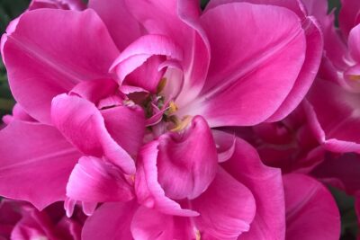Private Tour to the Keukenhof and Tulip Fields - Tulip fields plus De Tulperij: the fun, casual stop