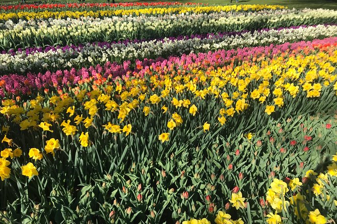 Private Tour to the Keukenhof and Tulip Fields - Who this tour suits best