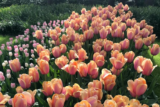 Private Tour to the Keukenhof and Tulip Fields - Practical planning notes that prevent day-of headaches