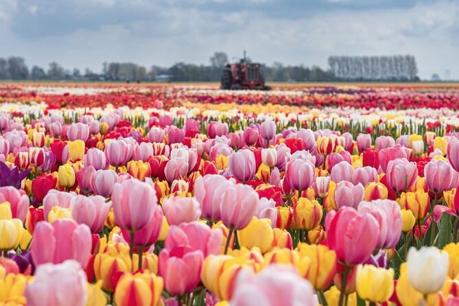 Private Tour to Tulips, Keukenhof, Windmills & Cheese Farm - Key moments worth planning for