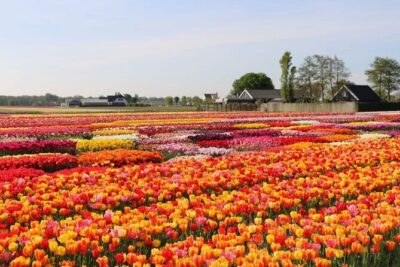 Private Tour to Tulips, Keukenhof, Windmills & Cheese Farm - Keukenhof: Europe’s biggest flower park, with time to wander