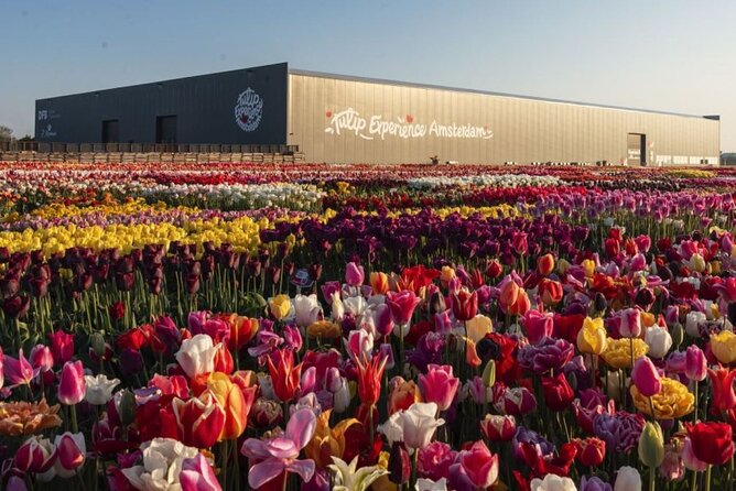 Private Tour to Tulips, Keukenhof, Windmills & Cheese Farm - Price and what you’re really paying for (and saving)