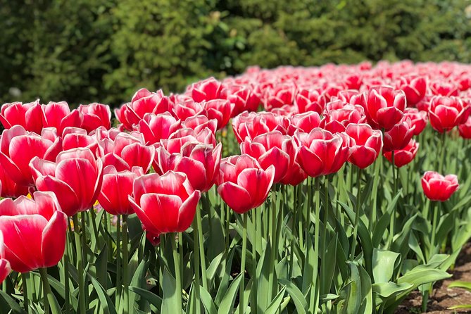 Private Tour to Windmills Zaanse Schans +Keukenhof - 7 Hours - Keukenhof with about 5 hours to actually enjoy it