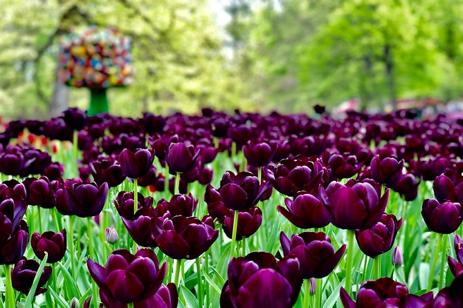 Private Tour to Windmills Zaanse Schans +Keukenhof - 7 Hours - Cost and value: what you’re really paying for